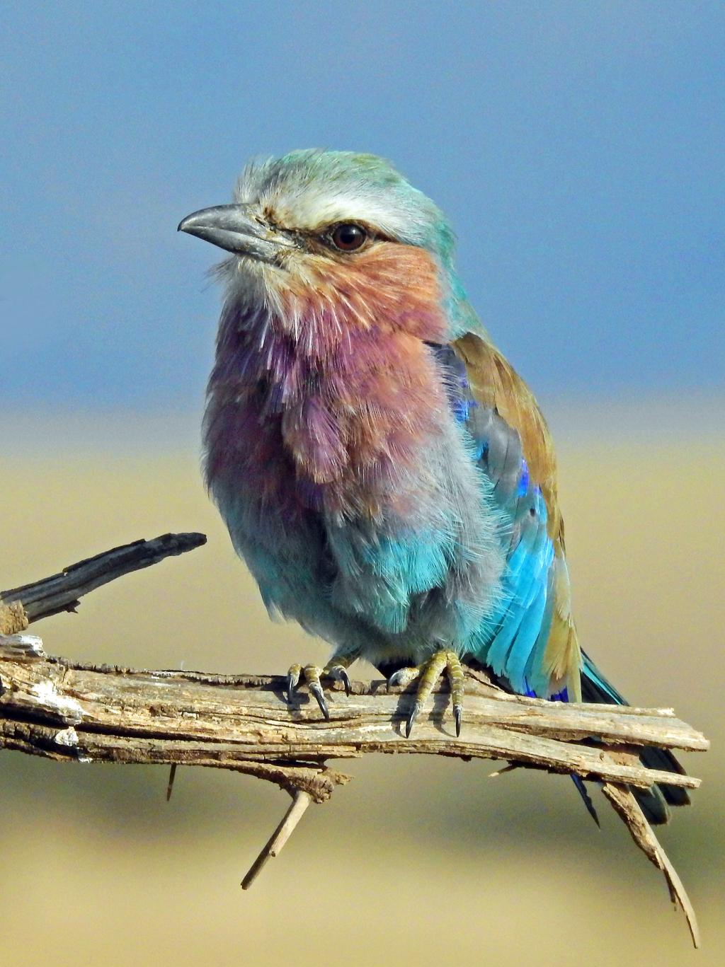 lancer le diaporama à partir de la photo de titre Rainbow Bird